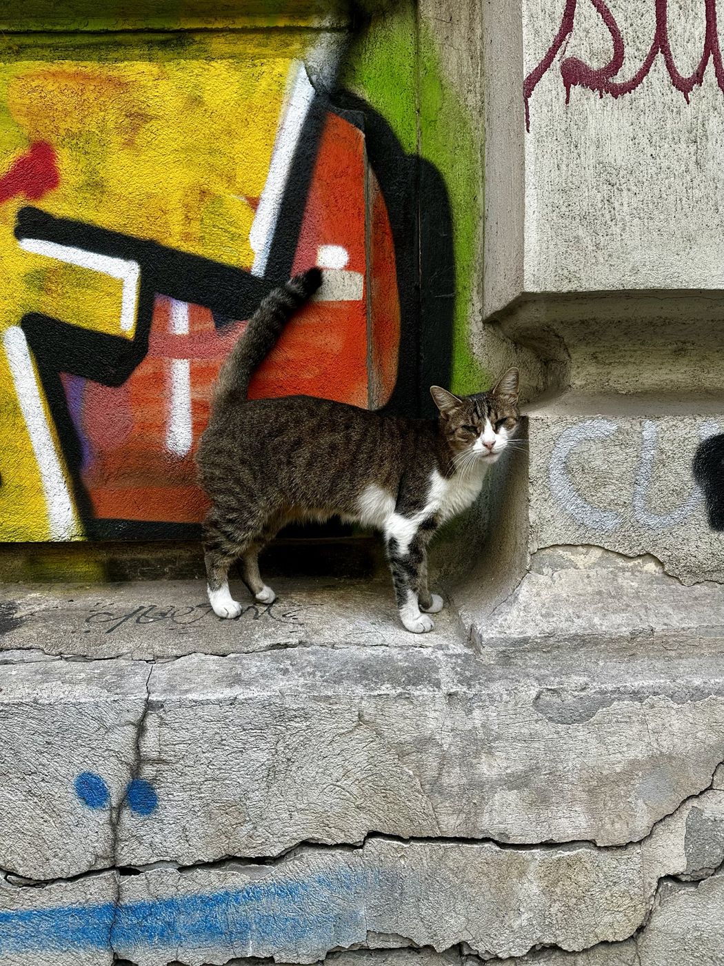 A tabby street cat in front of bright graffiti