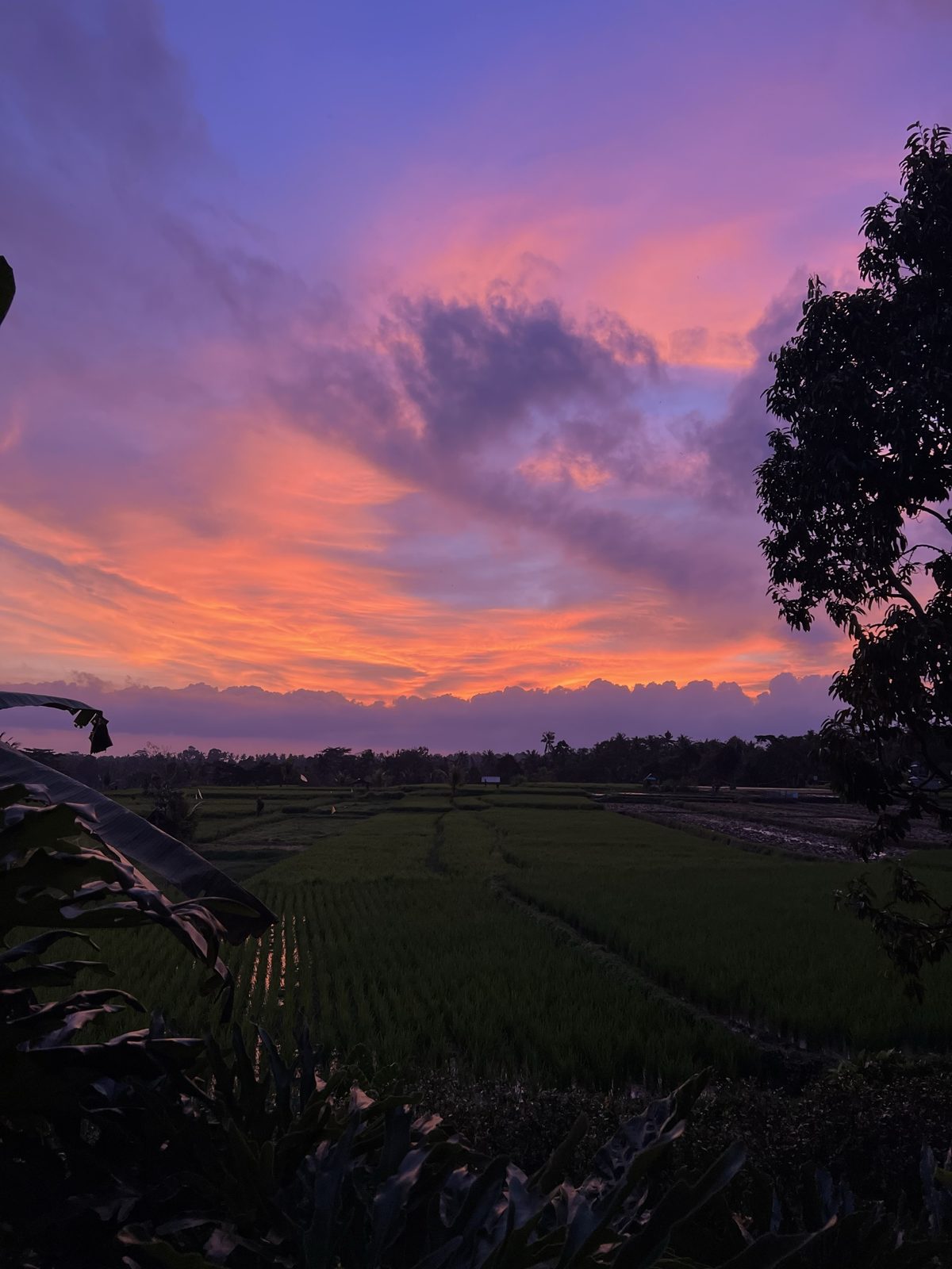Sunset over the rice fields in Bali, the sky violet and coral