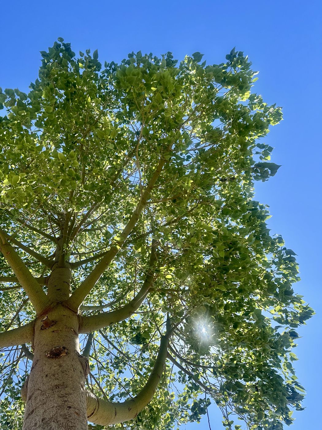 Looking up into a sunlit tree against a clear blue sky in Itea